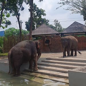 Sumatran Elephants (Elephas maximus sumatranus) in Solo Safari