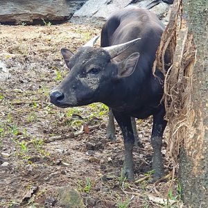 Anoa (Bubalus depressicornis) - Solo Safari