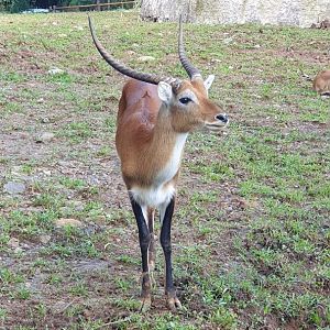 Lechwe (Kobus lechwe) - Solo Safari