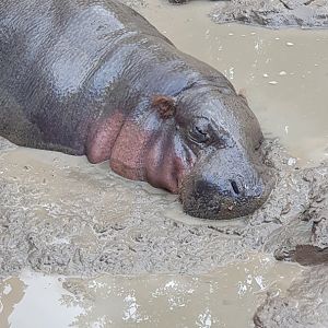Pygmy Hippopotamus (Choeropsis liberiensis) - Solo Safari