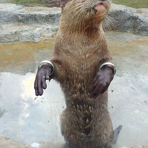 Asian Small-Clawed Otter (Aonyx cinereus) - Solo Safari