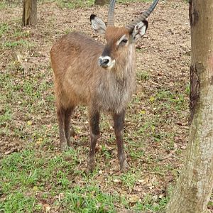 Waterbuck (Kobus ellipsiprymnus) - Solo Safari