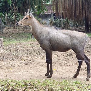 Nilgai (Boselaphus tragocamelus) - Solo Safari