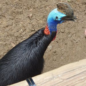 Southern Cassowary (Casuarius casuarius) - Solo Safari