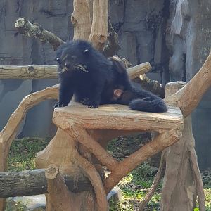 Binturong (Arctitis binturong) - Solo Safari