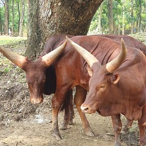 Watusi Cattle (Bos taurus) - Solo Safari