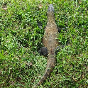 Komodo Dragon (Varanus komodoensis) - Solo Safari