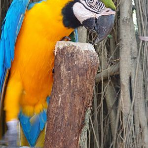 Blue and Yellow Macaw (Ara ararauna) - Solo Safari