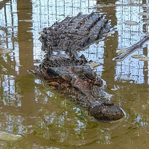 Saltwater Crocodile (Crocodilus porosus) - Solo Safari