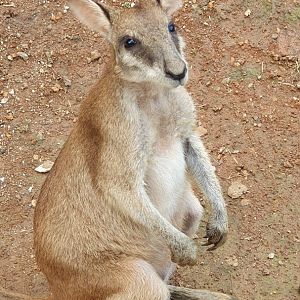 Agile Wallaby (Macropus agilis) - Solo Safari