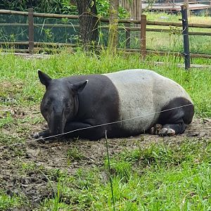 Malayan Tapir (Tapirus indicus) - Solo Safari