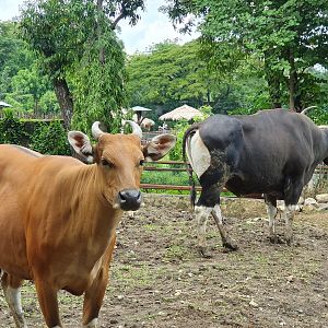Javan Banteng (Bod javanicus) - Solo Safari