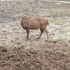 Bawean Deer (Hyelophus kuhlii) - Solo Safari