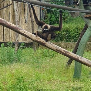 Agile Gibbon (Hylobates agilis) - Solo Safari