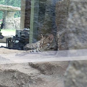 Javan Leopard Cat (Prionailurus javanensis) - Solo Safari