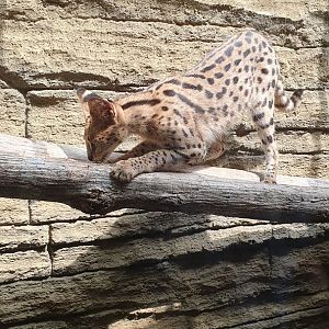 Serval (Leptailurus serval) - Solo Safari