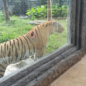 Bengal Tiger (Panthera tigris) - Solo Safari