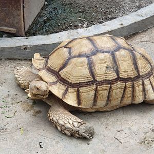 African Spurred Tortoise (Centrochelys sulcata) - Solo Safari