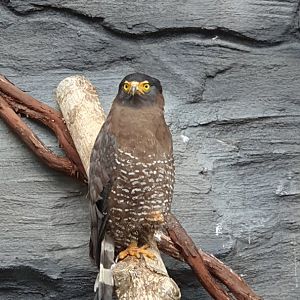 Crested Serpent Eagle (Spilornis cheela) - Solo Safari