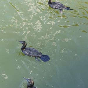 Little Black Cormorant (Phalacrocorax sulcirostris) - Solo Safari