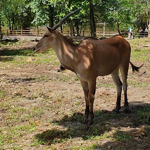 Common Eland (Taurotragus oryx) - Solo Safari