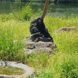 Siamang (Symphalangus syndactylus) - Solo Safari