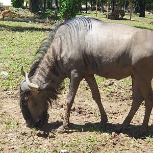 Blue Wildebeest (Connochaetes taurinus) - Solo Safari