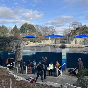 Beluga Whale Exhibit