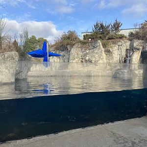Beluga Whale Exhibit
