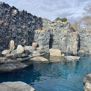 Northern Fur Seal/Spotted Seal/Harbor Seal