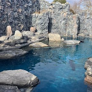 Northern Fur Seal/Spotted Seal/Harbor Seal Exhibit