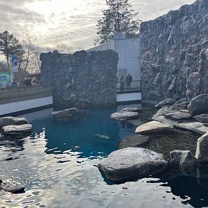 Northern Fur Seal/Spotted Seal/Harbor Seal Exhibit