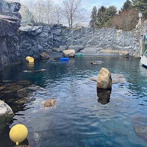 Seller’s Sea Lion Exhibit