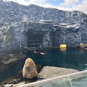 Steller’s Sea Lion Exhibit