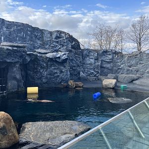Steller’s Sea Lion Exhibit
