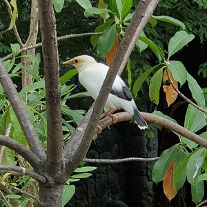 Black-winged Myna (Acridotheres melanopterus) - Solo Safari