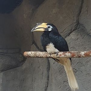 Oriental Pied Hornbill (Anthracoceros albirostris) - Solo Safari