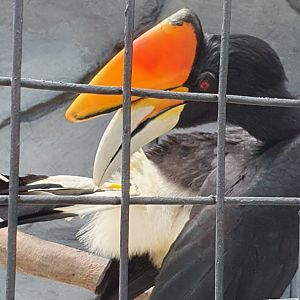 Rhinoceros Hornbill (Buceros rhinoceros) - Solo Safari