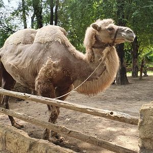 Bactrian Camel (Camelus bactrianus) - Solo Safari