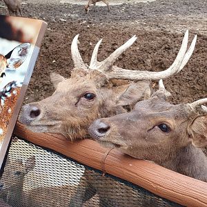 Timor Deer (Rusa timorensis) - Solo Safari