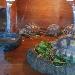 Sulcata Tortoise babies (Centrochelys sulcata) - Solo Safari