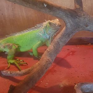 Green Iguana (Iguana iguana) - Solo Safari