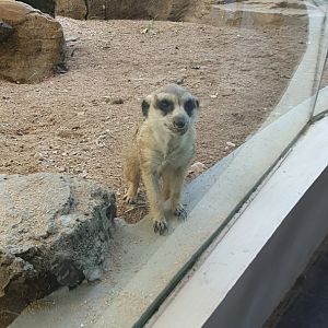 Meerkat (Suricatta suricatta) - Solo Safari