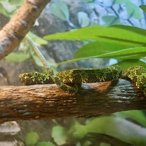 Mang Mountain Pit Viper (Protobothrops mangshanensis) baby's caudal lure
