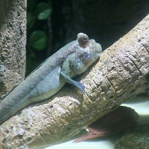 Atlantic Mudskipper (Periophthalmus barbarus)