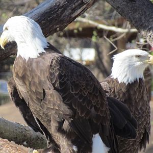 Bald Eagles