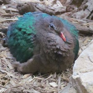 Common Emerald Dove