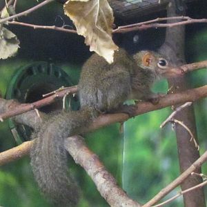 Northern Treeshrew