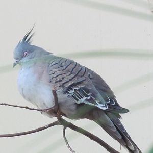 Crested Pigeon