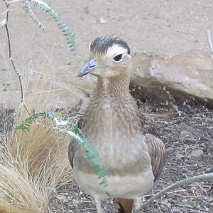 Double-striped Thick-knee
